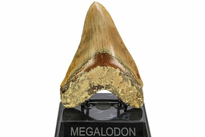 Serrated, Fossil Megalodon Tooth With Red Bourrelet - Indonesia #214780